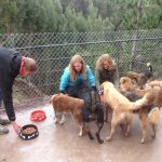 Vrijwilligerswerk met honden